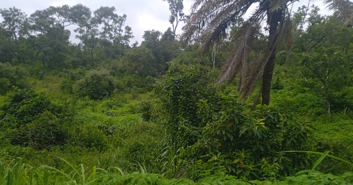 Lush tropical landscape afther the rainstorm