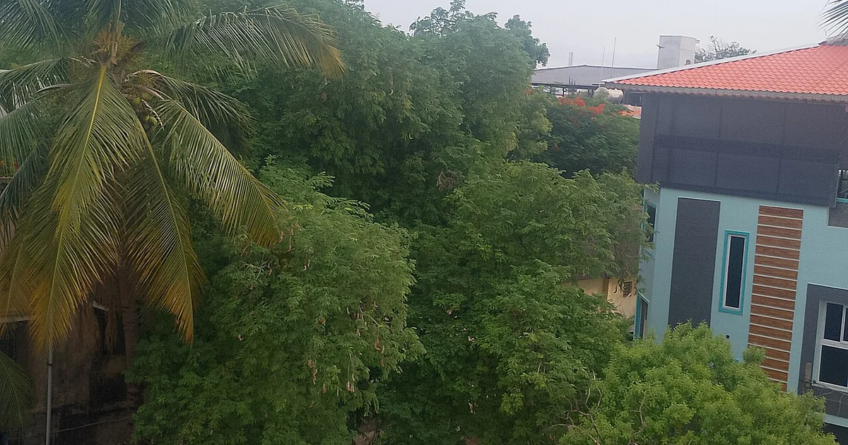 View of a tropical landscape featuring a palm tree and surrounding vegetation .