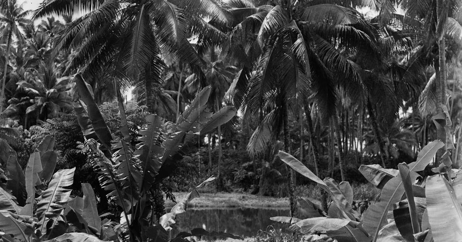 File:Tropical landscape (AM 79895-1).jpg