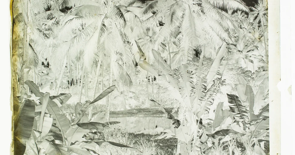 File:Tropical landscape (AM 79895-2).jpg